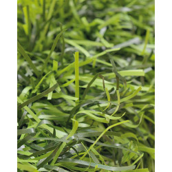 SETO ARTIFICIAL BICOLOR H.FINA