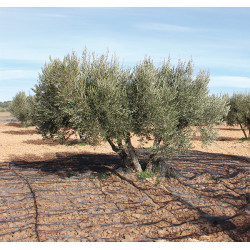 MANTA RECOGER OLIVA/ALMENDRA NEGRO