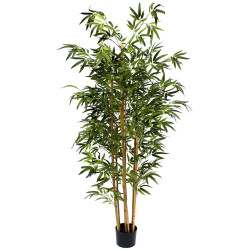 ARBOL BAMBU