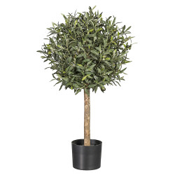 ARBOL OLIVO