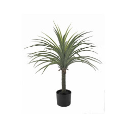 PLANTA YUCCA