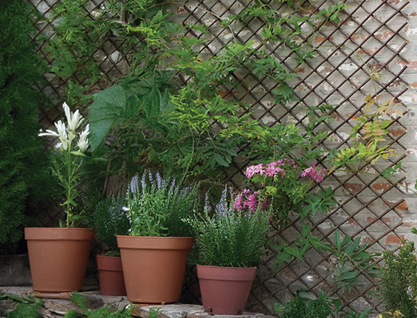 CELOSIA EXTENS MIMBRE CIPRES