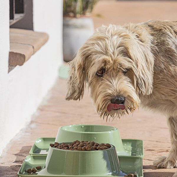 COMEDERO MASCOTAS GRANDE